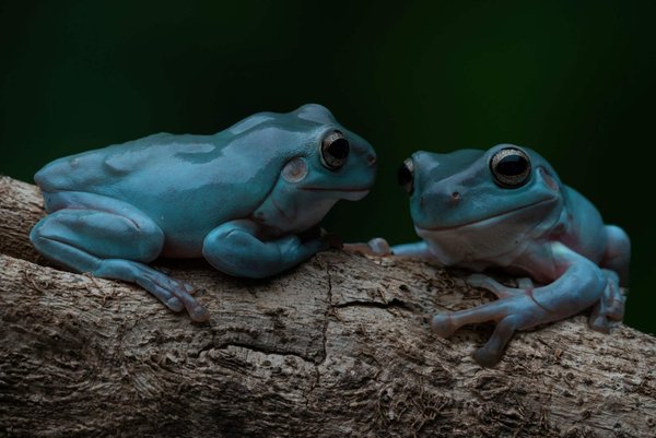 Quels sont les thèmes de la lumière et de l'obscurité dans la peinture baroque ?