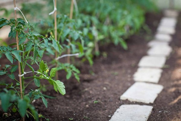 Cultivez l'avenir: permaculture Genève et biodiversité